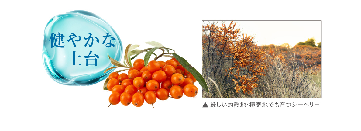 奇跡のスーパーフルーツ シーベリー