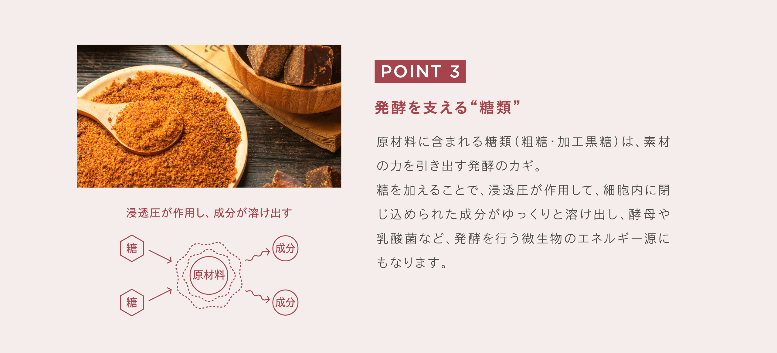 発酵を支える糖類